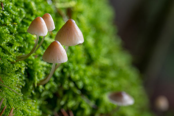 How To Choose The Right Medicinal Mushrooms - Dietician & MD Tips